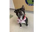 Adopt Petunia-Grace a Black - with White Pit Bull Terrier / Boston Terrier /