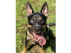 Adopt Loki a Black - with White German Shepherd Dog / Husky / Mixed dog in