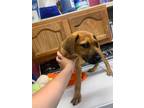 Adopt Enzo a Brindle Golden Retriever / Mixed Breed (Medium) / Mixed (short