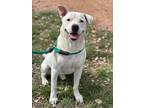 Adopt Gus a Labrador Retriever / Pit Bull Terrier dog in Bend, OR (41378392)