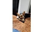 Adopt Jack a Black - with Tan, Yellow or Fawn Pembroke Welsh Corgi / Mixed dog