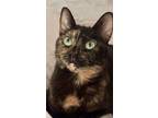 Adopt Roxy - CH - OR a Spotted Tabby/Leopard Spotted Domestic Shorthair / Mixed