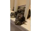 Adopt Luca a Gray, Blue or Silver Tabby Domestic Shorthair (short coat) cat in