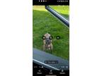 Adopt Dulce a Brindle American Pit Bull Terrier / Mixed dog in Harrisburg