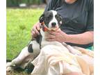 Adopt Theodore ~ meet me! a White - with Black American Pit Bull Terrier / Boxer