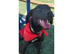 Adopt Topaz a Black German Shorthaired Pointer / Australian Cattle Dog dog in
