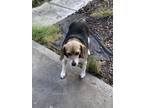 Adopt Gracie a Black - with White Beagle / Mixed dog in Huntersville