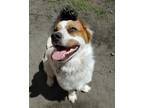 Adopt Diego a Tricolor (Tan/Brown & Black & White) Australian Shepherd / Basset