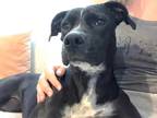 Adopt Mary Jane a Black Boxer dog in Youngsville, NC (40087090)