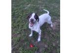 Adopt Crash a White - with Brown or Chocolate Pointer dog in Youngsville
