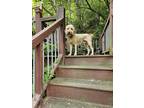 Adopt Journey a Red/Golden/Orange/Chestnut Goldendoodle / Mixed dog in Black