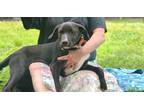 Adopt Alvin ~ meet me! a Black - with White American Pit Bull Terrier / Labrador