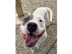 Adopt Potato a White American Pit Bull Terrier / Mixed Breed (Medium) / Mixed