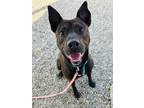 Adopt Cancun a Brown/Chocolate Labrador Retriever / American Pit Bull Terrier /