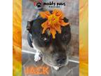 Adopt Jack (Courtesy Post) a Black - with White Staffordshire Bull Terrier /