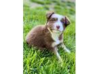 Adopt Ruby a Red/Golden/Orange/Chestnut - with White Australian Shepherd / Mixed