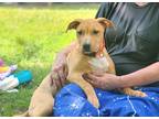Adopt Lala ~ meet me! a Red/Golden/Orange/Chestnut American Pit Bull Terrier /