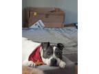 Adopt Kikoy a White - with Brown or Chocolate Bull Terrier / Mixed dog in