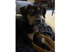 Adopt Emma a Black - with Tan, Yellow or Fawn Beagle / Munsterlander / Mixed dog