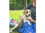 Adopt Lily ~ meet me! a White - with Tan, Yellow or Fawn American Pit Bull