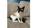 Adopt Sake a Cream or Ivory (Mostly) Siamese / Mixed (short coat) cat in North