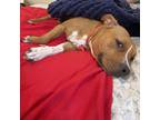 Adopt Kima a Tan/Yellow/Fawn American Pit Bull Terrier / Mixed Breed (Medium) /