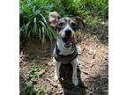 Adopt Cinnamon a Tricolor (Tan/Brown & Black & White) Jack Russell Terrier /