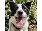 Adopt Angelo a Black - with White Border Collie / Mixed dog in Bloomington