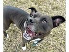 Adopt Princess Diana (Princess) a Black American Pit Bull Terrier / Mixed Breed