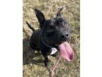 Adopt Rupert a Black American Pit Bull Terrier / Mixed Breed (Medium) / Mixed
