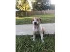 Adopt Marley, Lily a Brown/Chocolate - with White Hound (Unknown Type) / Mutt /
