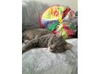 Adopt Loki a Gray or Blue Bengal / Mixed (medium coat) cat in Bethesda