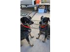 Adopt Hank & Momma a Gray/Blue/Silver/Salt & Pepper Australian Cattle Dog /