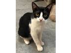 Adopt Maia a American Shorthair / Mixed (short coat) cat in Fulton