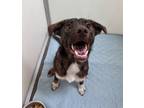 Adopt Kobe a Boston Terrier / Mixed dog in Fulton, TX (41369267)