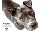Adopt Molly May a Terrier (Unknown Type, Small) / Mixed dog in Jackson