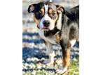 Adopt Mendy a Beagle / Terrier (Unknown Type, Small) / Mixed dog in Jackson