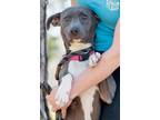 Adopt Gracie a Terrier (Unknown Type, Small) / Mixed dog in Jackson