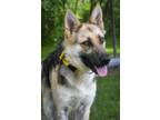 Adopt Arizona a German Shepherd Dog / Mixed Breed (Medium) / Mixed dog in