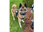 Adopt Ember a Akita / Mixed dog in Elbow Lake, MN (41369205)