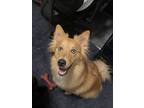 Adopt Oakley a Red/Golden/Orange/Chestnut - with White Australian Shepherd /