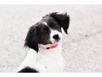 Adopt Abby Adoption Pending a Cocker Spaniel / Terrier (Unknown Type