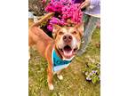 Adopt Pepperoni a Husky / American Pit Bull Terrier / Mixed dog in Vineland