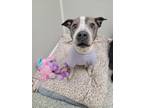 Adopt Bristol (In Foster) a American Pit Bull Terrier / Mixed dog in Vineland