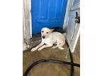 Adopt Sierra a Australian Cattle Dog / Mixed dog in Fayetteville, TN (41341989)