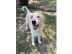 Adopt Mario a Great Pyrenees / Mixed dog in Little Rock, AR (41360398)
