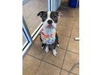 Adopt Georgie a Boxer / Mixed Breed (Medium) / Mixed dog in Marion