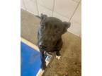 Adopt Jimmy a American Pit Bull Terrier / Belgian Malinois / Mixed dog in Rock