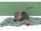 Adopt Darrin a Brown Tabby Domestic Shorthair / Mixed Breed (Medium) / Mixed