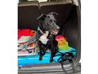 Adopt Camrie a Black - with White Mutt / Mixed dog in Wilmington, NC (41366591)
